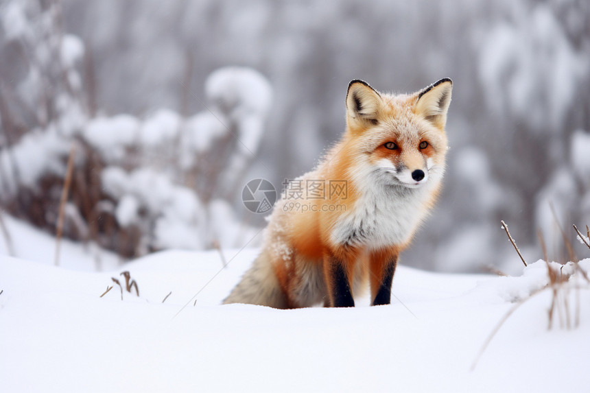 寒冷雪地中的红狐狸图片