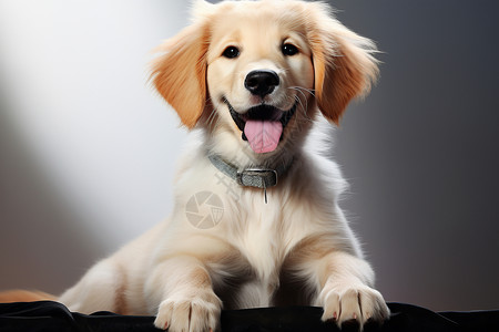 微笑的狗狗温暖快乐的狗狗背景
