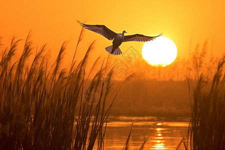 日落飞过水面的鸟图片
