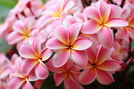 香水花花园里的热带花朵背景