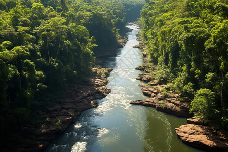 河流上茂密的绿树风景高清图片