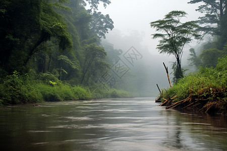烟雾腾腾的河边葱郁的森林东南亚的热带雨林高清图片