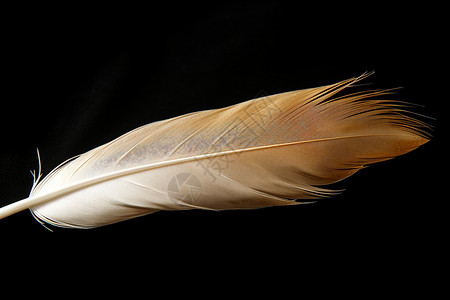孤独的棕色羽毛背景图片