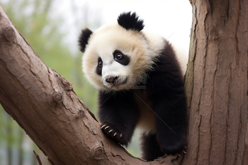 熊猫宝宝在树上图片