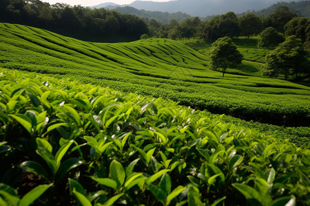 山坡上种植的茶树图片