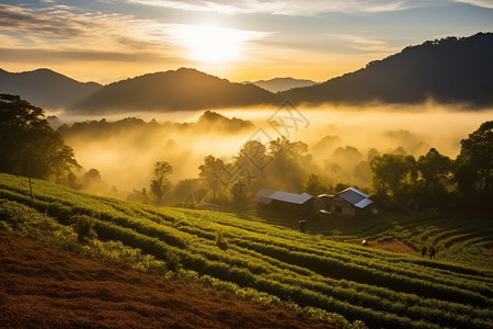 晨雾笼罩的农田图片