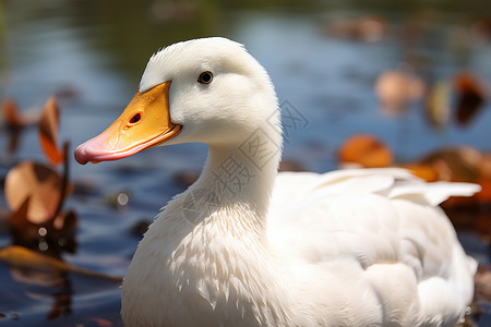 池塘的鸭子图片