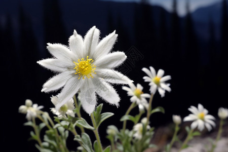 盛开的野菊花背景图片