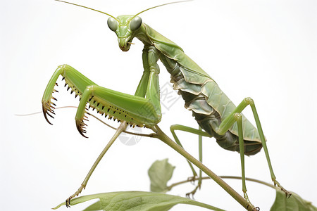 野生昆虫的螳螂图片
