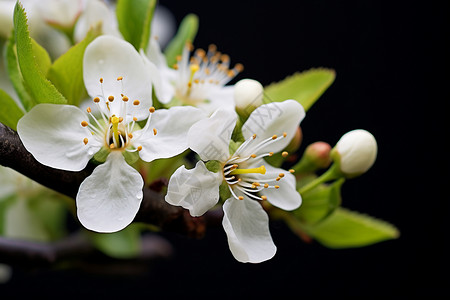 美丽的梨花花朵图片