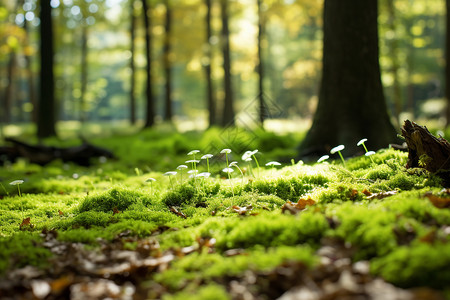 苔藓微景观夏季森林草地的美丽景观背景