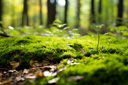 苔藓微景观森林的苔藓景观背景