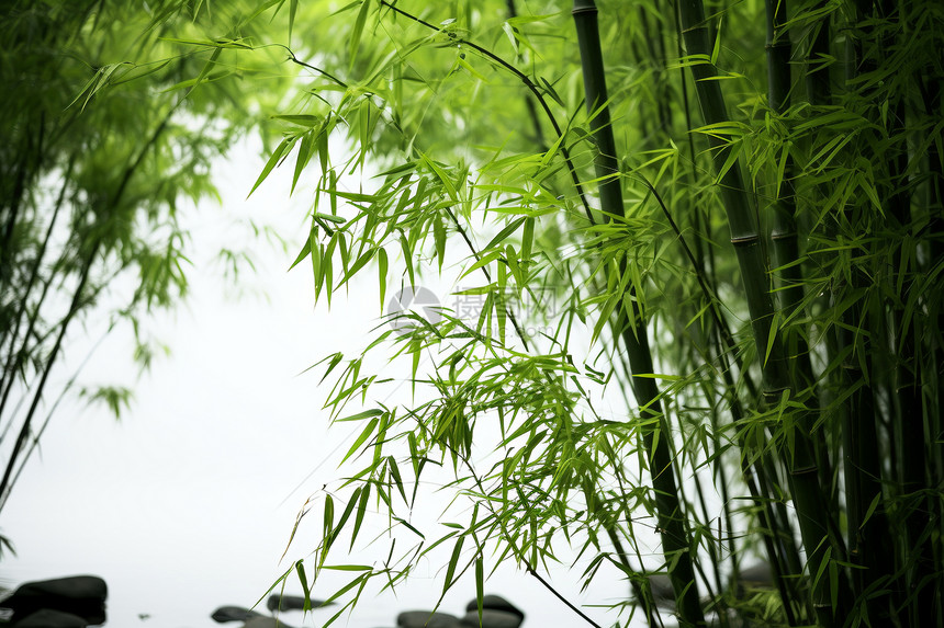 自然雅趣的的竹海图片