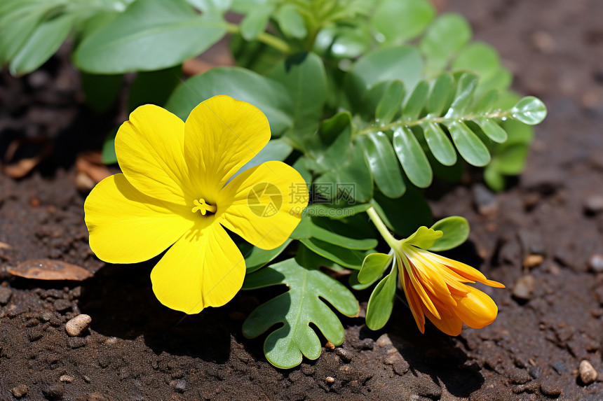 土壤中生长的黄色花朵图片