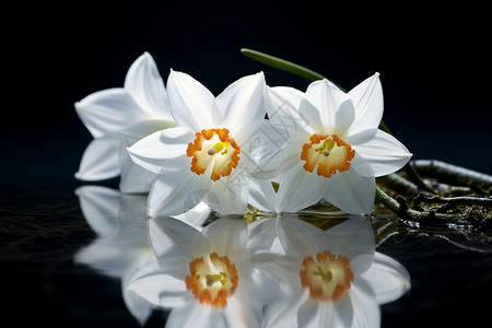 玻璃面上的白色水仙花图片