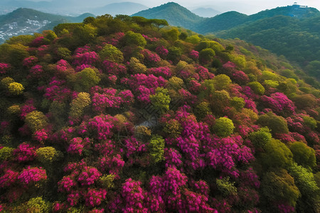 母爱如花海报百里海花的美丽景观背景