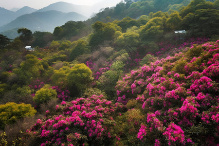 山色如黛百里花海背景图片