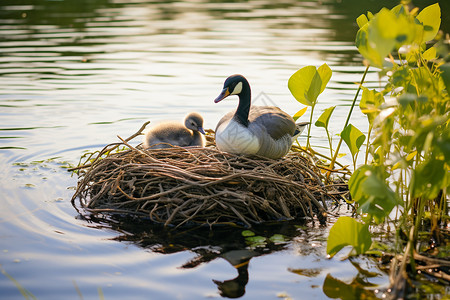 湖中鸟巢中的野鸭图片