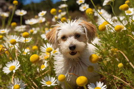 夏天花之芍药夏天花海中开心玩耍的宠物狗狗背景