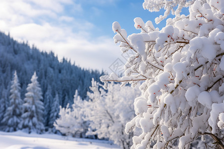 景观雪地冬日树林的美丽风光背景