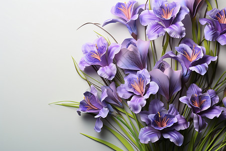 紫色绘百合花浪漫的紫色百合花背景