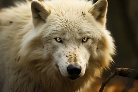 危险凶残的白狼高清图片