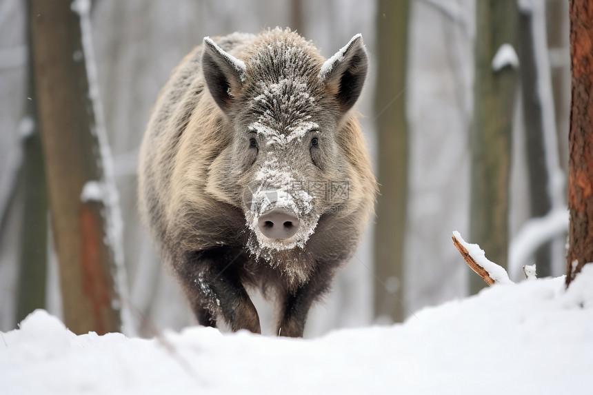 冬天森林里的野猪图片