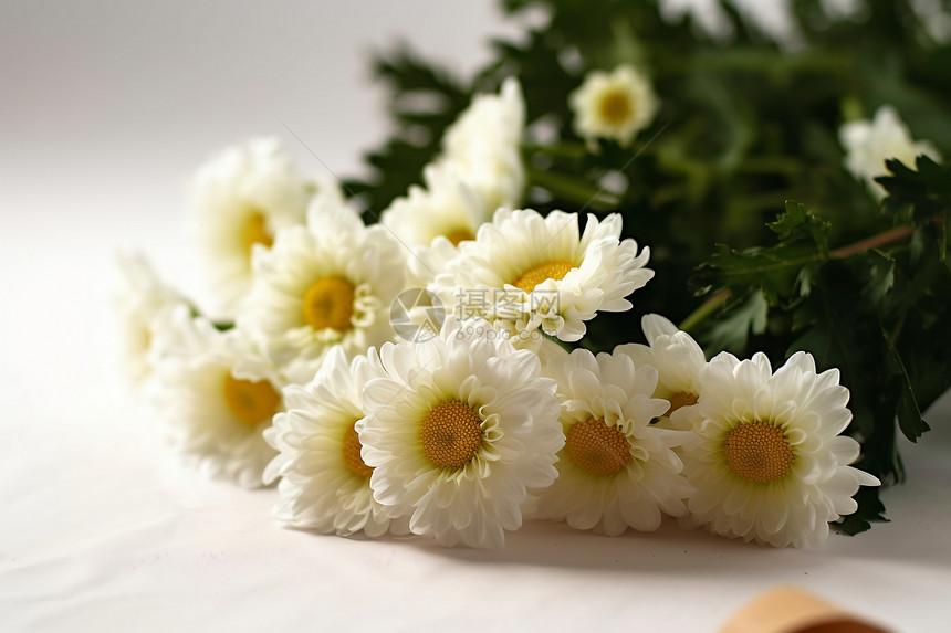 美丽的白色菊花花束图片