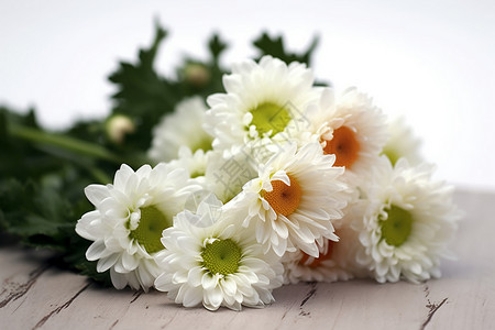 绽放的白色菊花图片