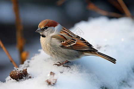 麻雀素材冬季雪中的麻雀背景