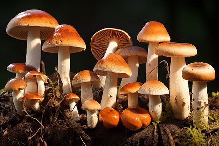 生长的蘑菇背景图片