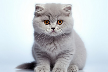 灰色猫咪可爱高清图片素材