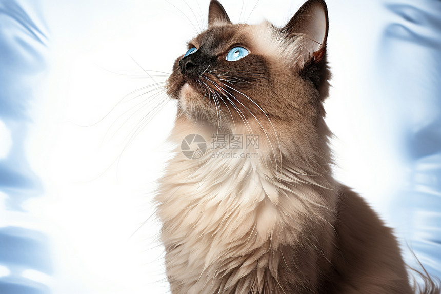 蓝色眼睛的猫咪图片