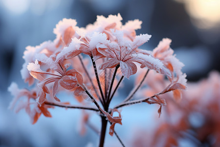 雪花美丽冰晶雪冰晶花朵背景