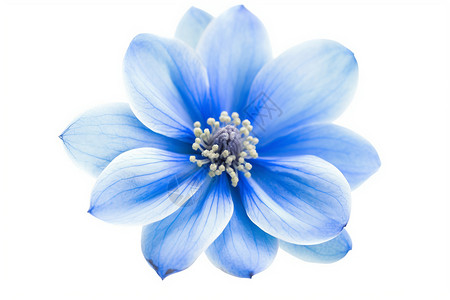 淡蓝色花朵淡蓝色花瓣高清图片