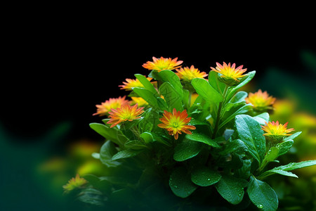 绿叶植物上的花朵图片