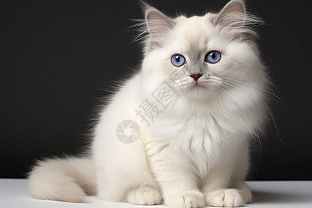 一直可爱的白色猫咪背景图片