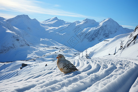 雪山下的蓝天图片