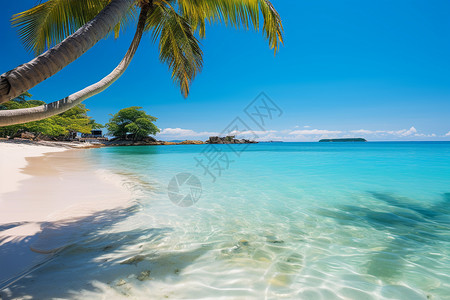 海岛椰树美丽的椰树与沙滩相依相偎背景
