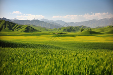 新疆的自然美景图片