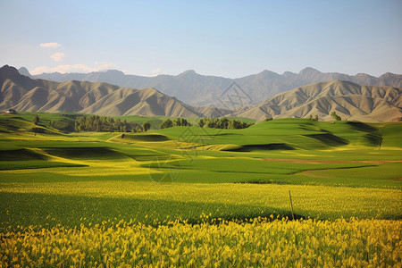 美丽的新疆草原背景图片