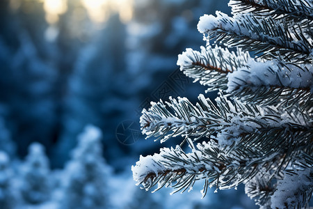 白雪覆盖的冬季森林图片