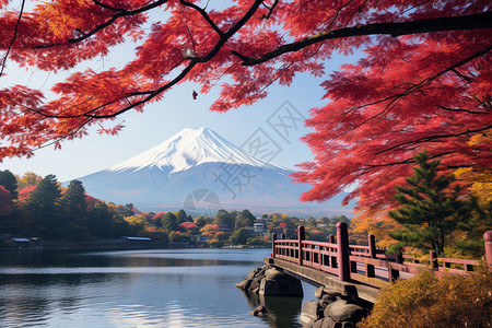 富士山红叶红叶山挂桥秋景背景