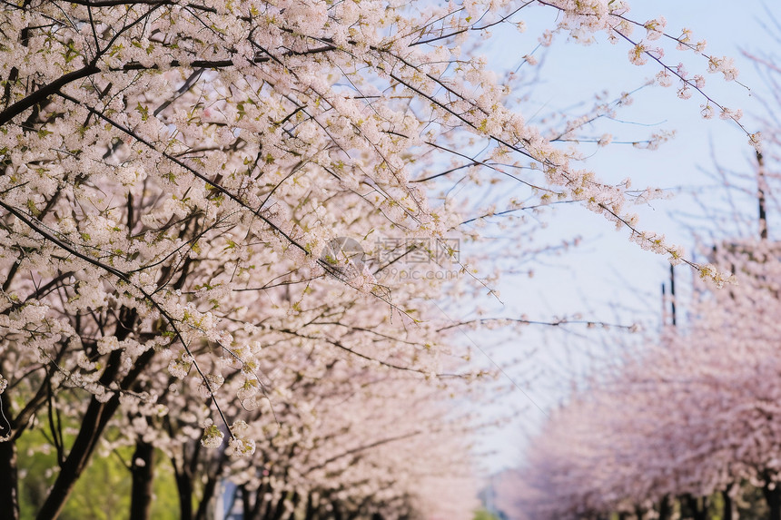 春季樱花盛开的街景图片