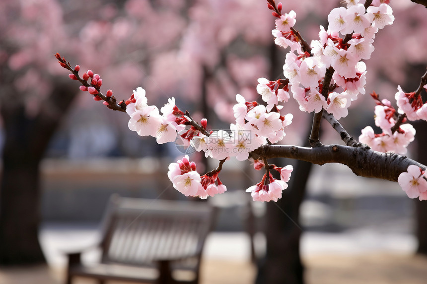 春季樱花盛开的美丽景观图片