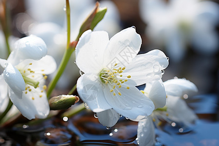 沾着露水的花瓣图片