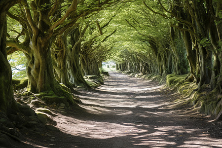 绿伞如盖的林荫小路背景