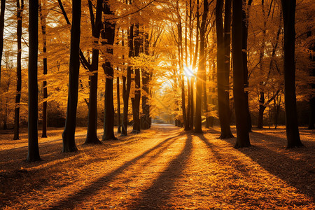 秋天的大树金色森林中的一条小径背景