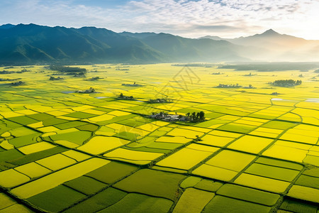 阳光下广阔的稻田图片