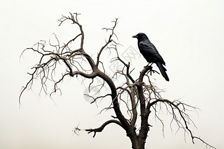 树上的乌鸦图片